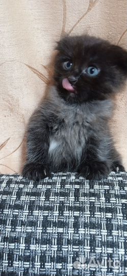 Котёнок в дар