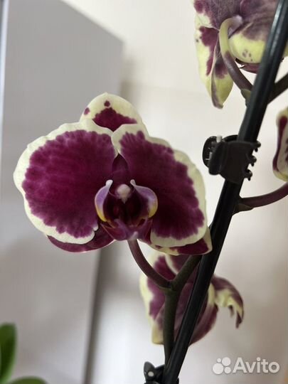 Орхидея фаленопсис сортовая Голландия