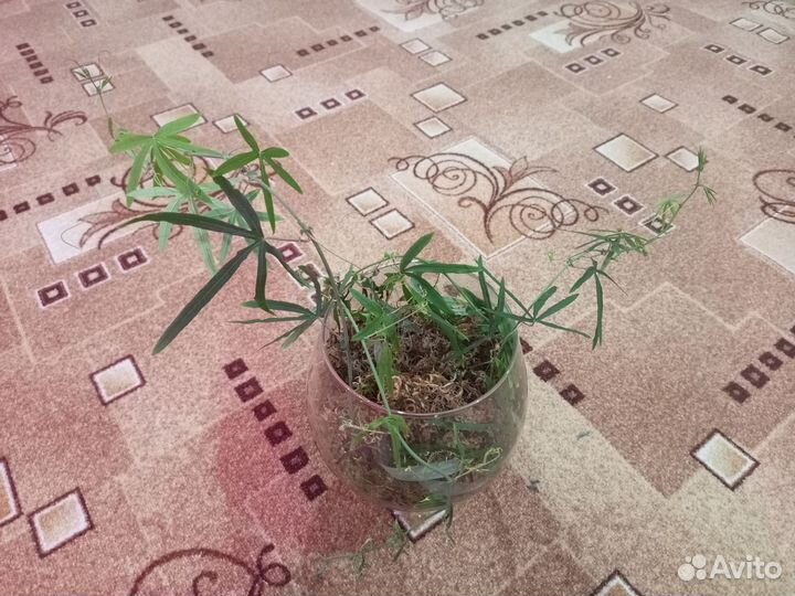 Черенки пассифлоры