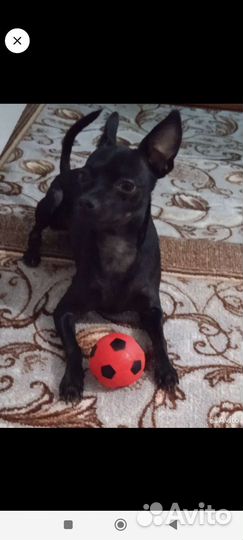 Русский той-терьер мини