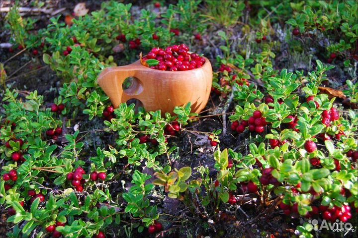 Брусника свежая в продаже