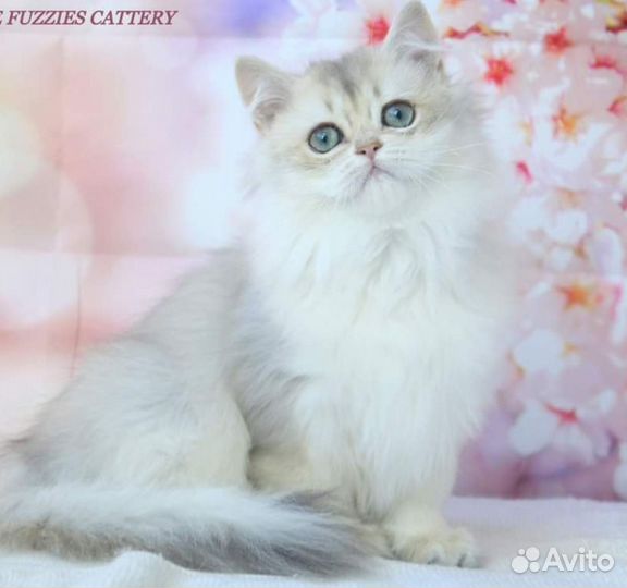 Британские котята
