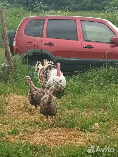 Индюки домашние
