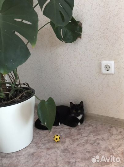Котёнок в добрые руки
