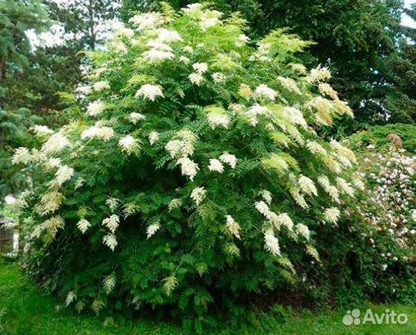 Рябинник рябинолистный