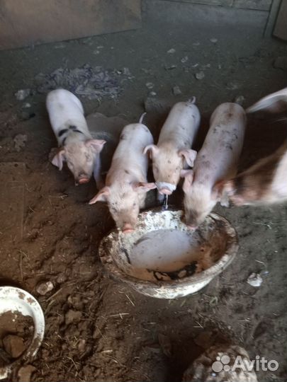 Поросята