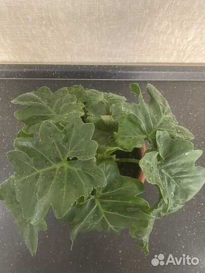 Филодендрон