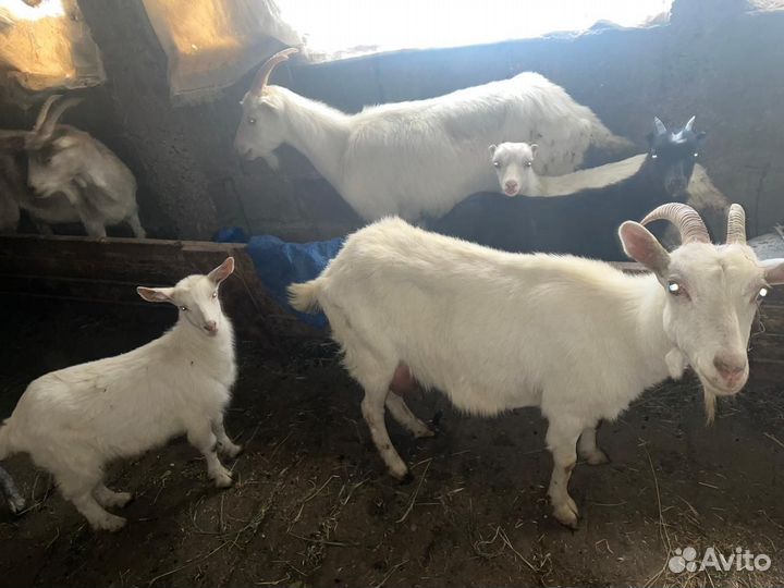 Козы и козлята