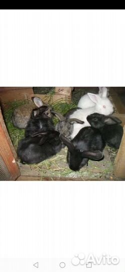 Домашние животные кролики