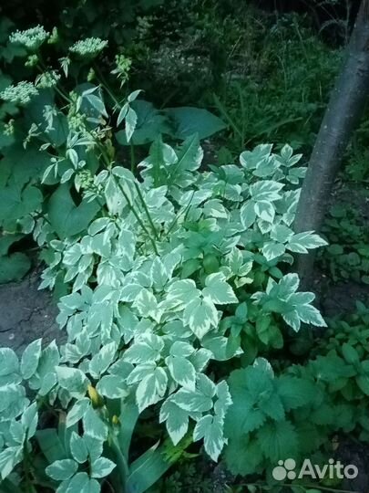 Пионы ирисы