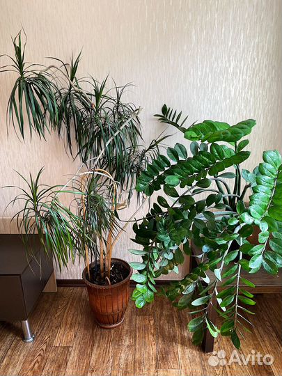 Комнатные растения цветы большие