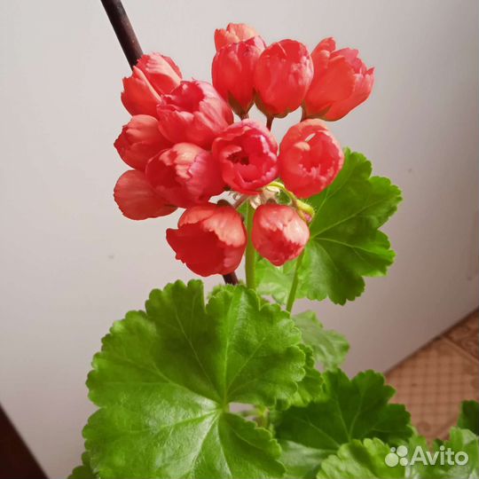 Пеларгония герань