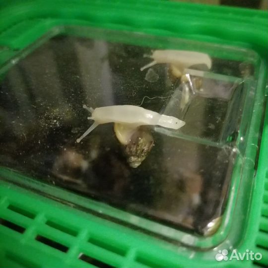Африканские улитки Ахатины