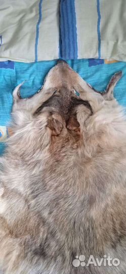 Шкура волка большая