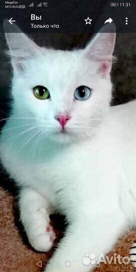 Кошечка молодая