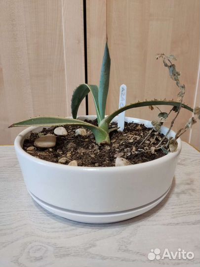 Комнатные растения разные