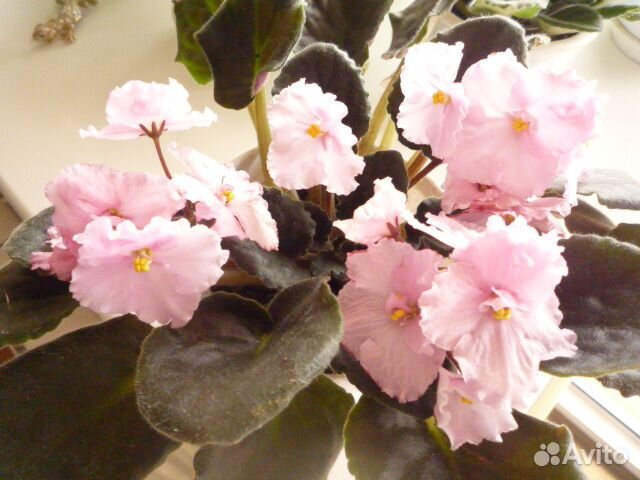 Фиалки (сенполии) 14 сортов селекционные