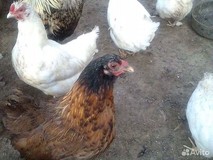 Куры петухи