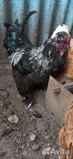 Петух брама