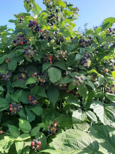 Дом 41,9 м² на участке 50 сот.