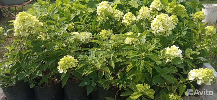 Саженцы декоративных многолетних растений