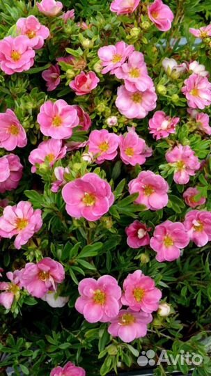 Лапчатки и спиреи отпом и в розницу (2-15 л)