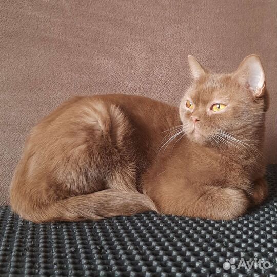 Британская короткошерстная кошка