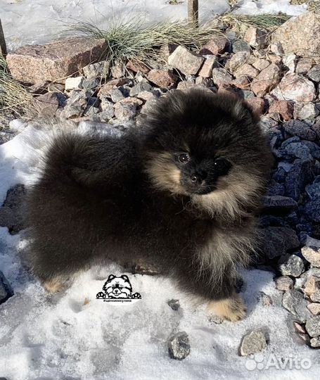 Померанский шпиц мини мальчик