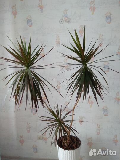 Драцена Маргината