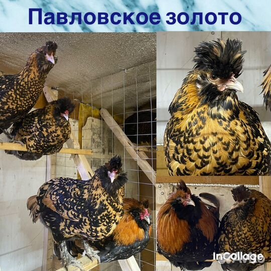 Цыплята и ия породных кур