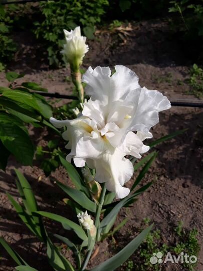 Ирис бородатый белый