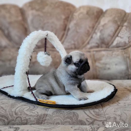 Маленькие колобки