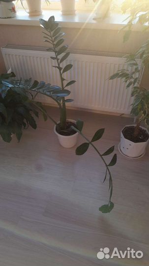 Замиокулькас (долларовое дерево)