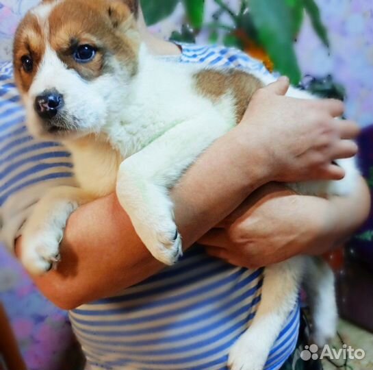 Среднеазиатская овчарка(щенки)