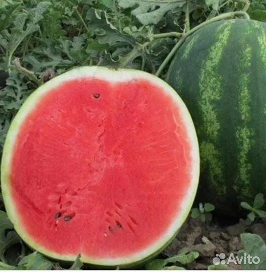 Арбуз (Каристан) цена 18р