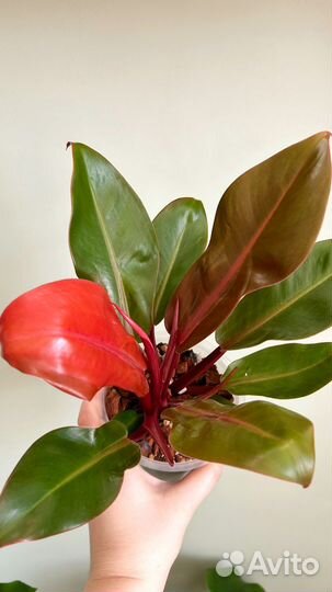 Филодендрон принц оранж