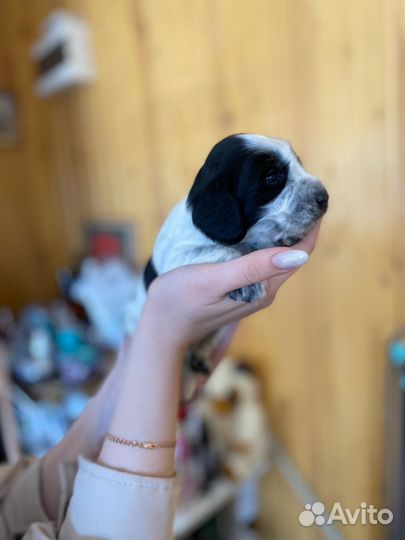 Щенки русского охотничего спаниеля