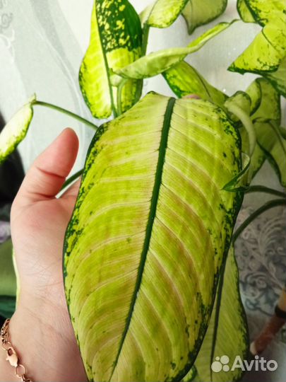 Диффенбахия