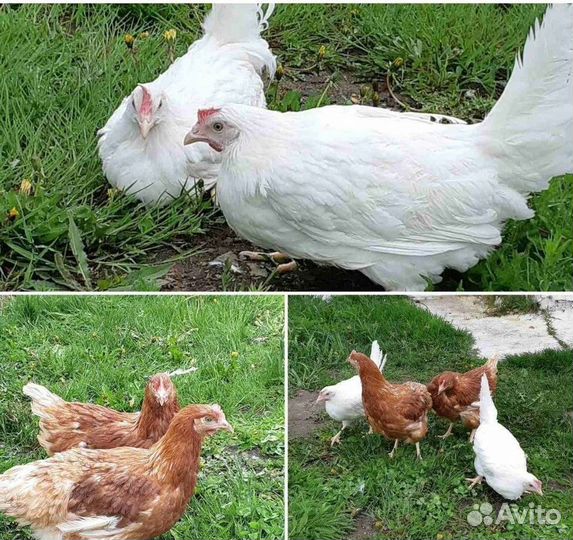 Курочки молодки