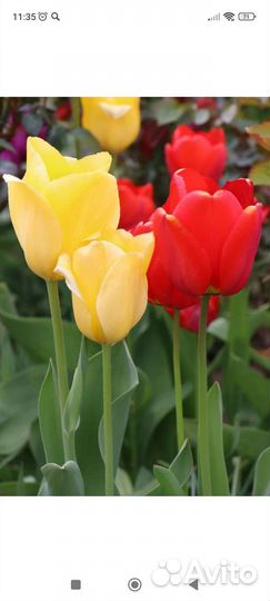 Цветы и саженцы