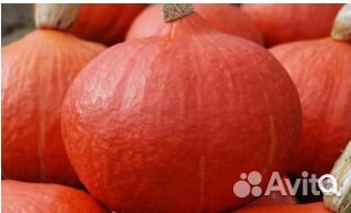 Семена Тыквы 