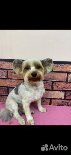 Стрижка собак и кошек,Зоосалон,грумминг,тримминг