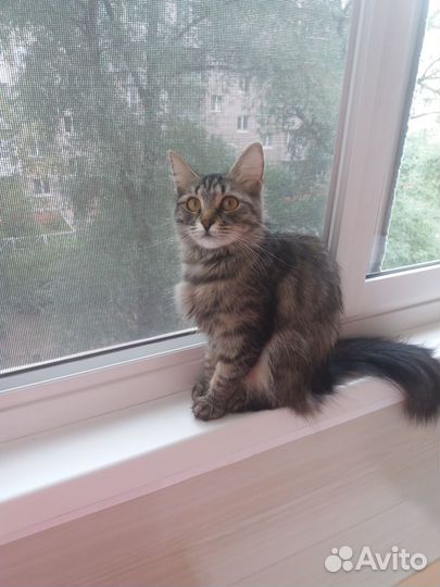 Кошки в добрые руки