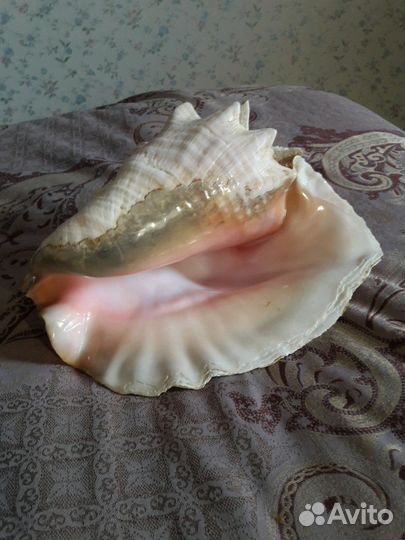 Морская раковина большая