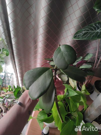 Хойя kerry сплеш