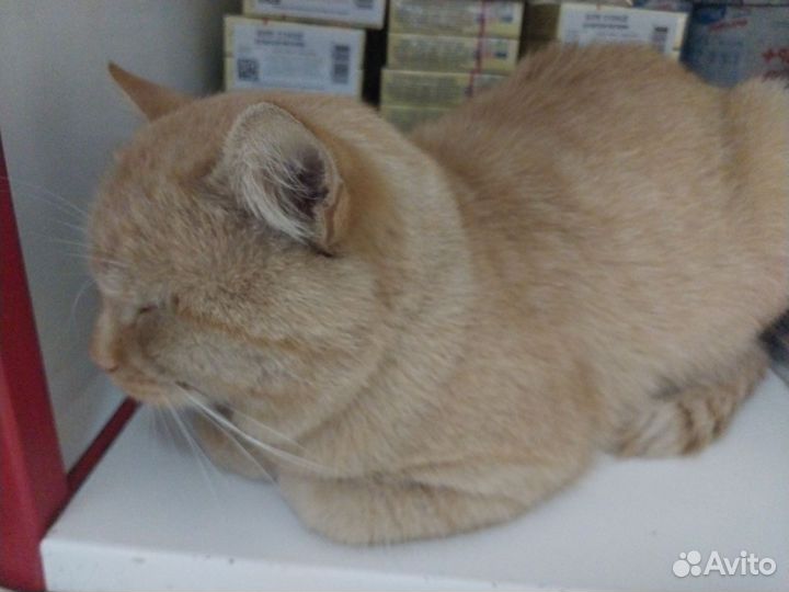 Рыжий кот ищет дома