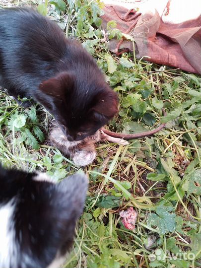 Котята Крысоловы