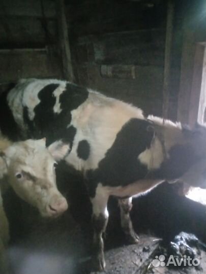 Быки и телки