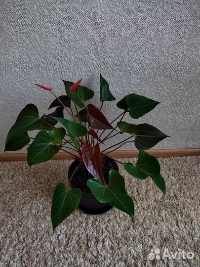 Антуриум Принцесса Амалия