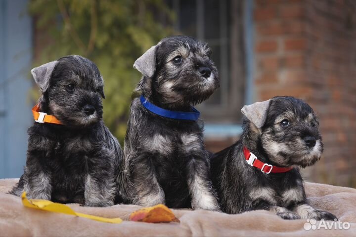 Цвергшнауцер